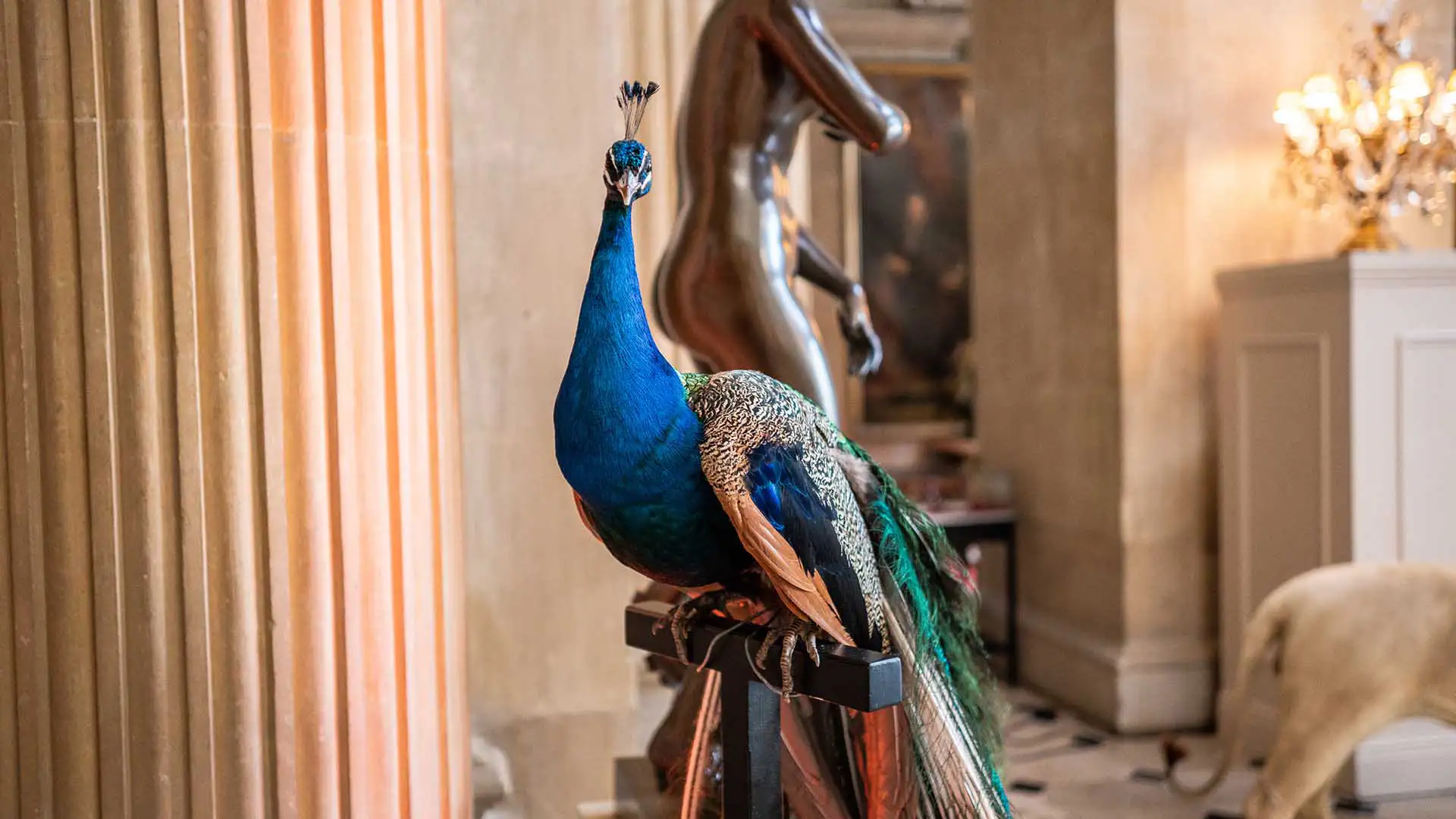 Peacock prop for luxury event