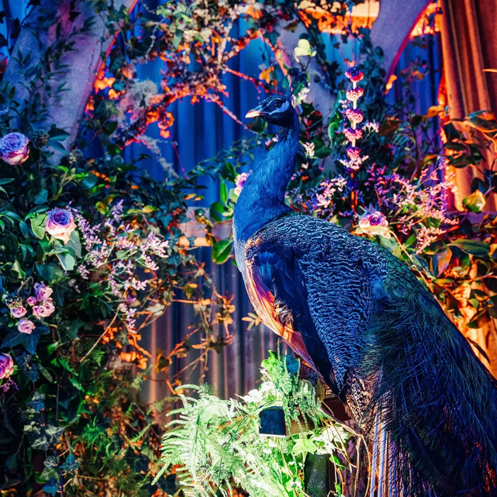Peacock party
