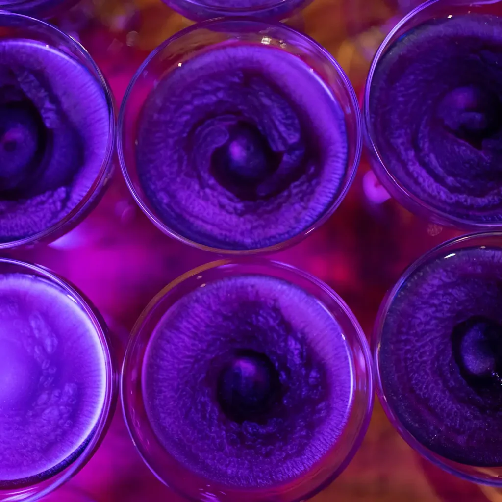 Celestial cocktails