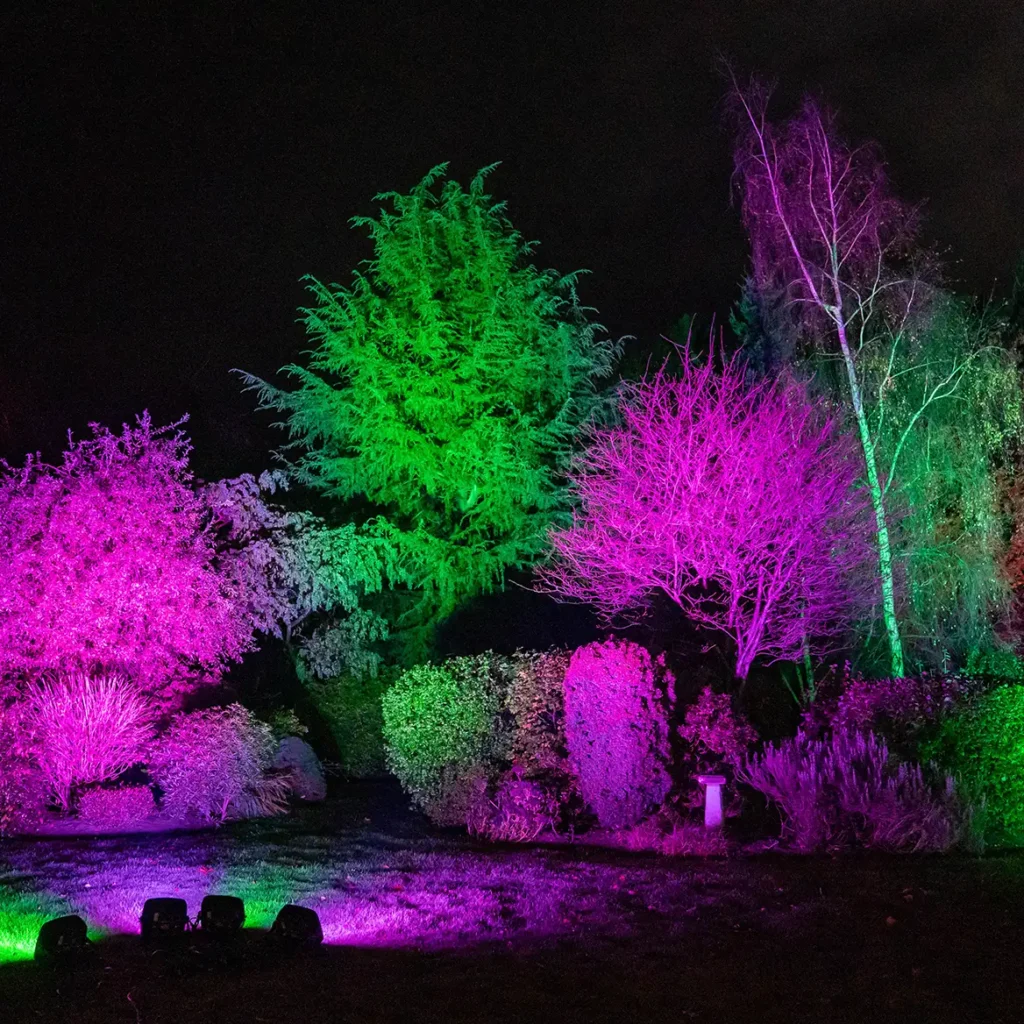 Wash lights on trees in green and purple