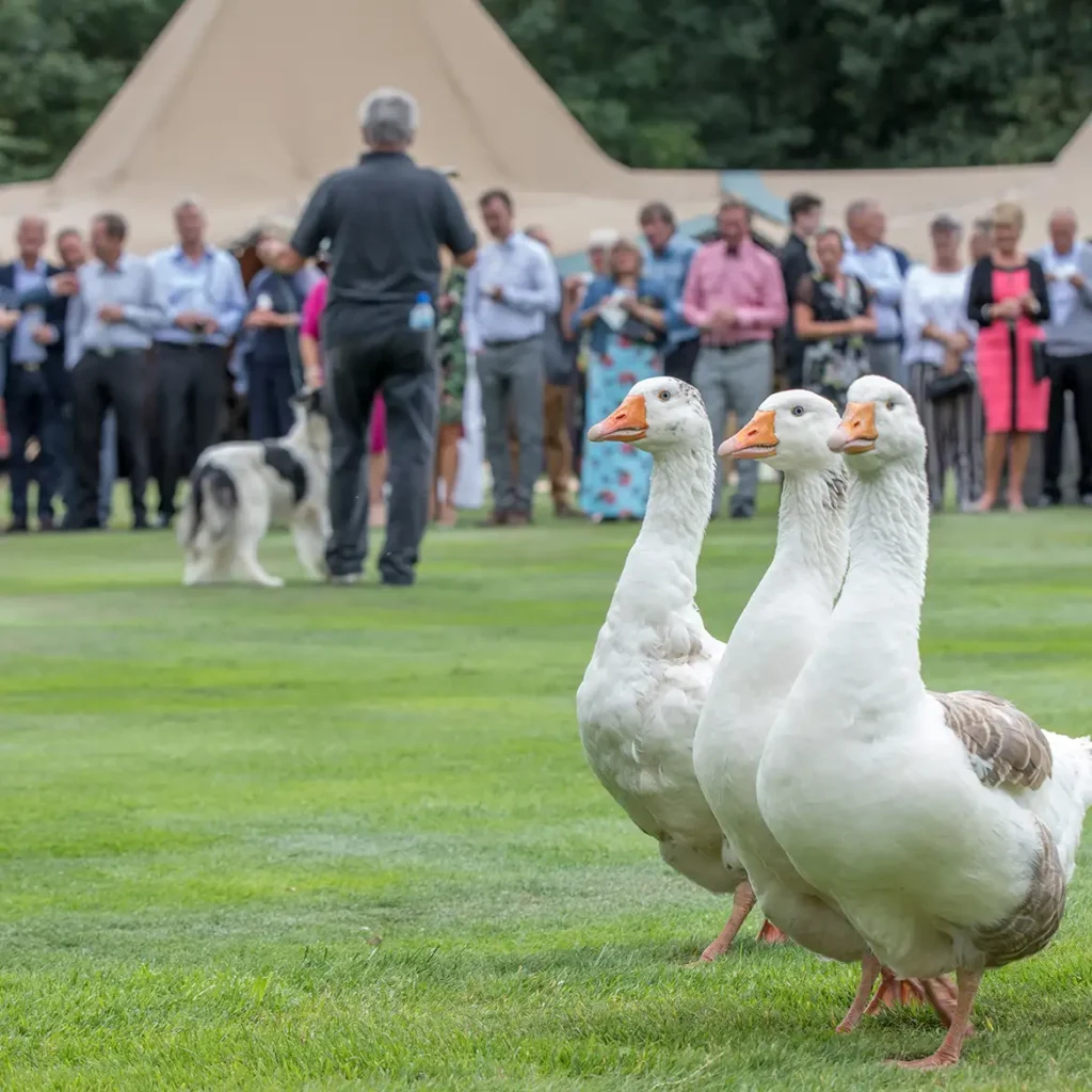 Geese herding