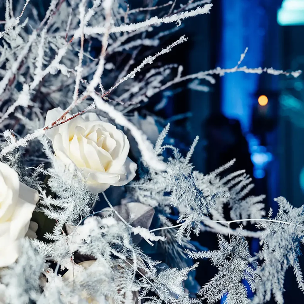 Christmas roses
