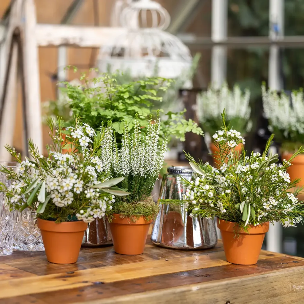 Potted herbs