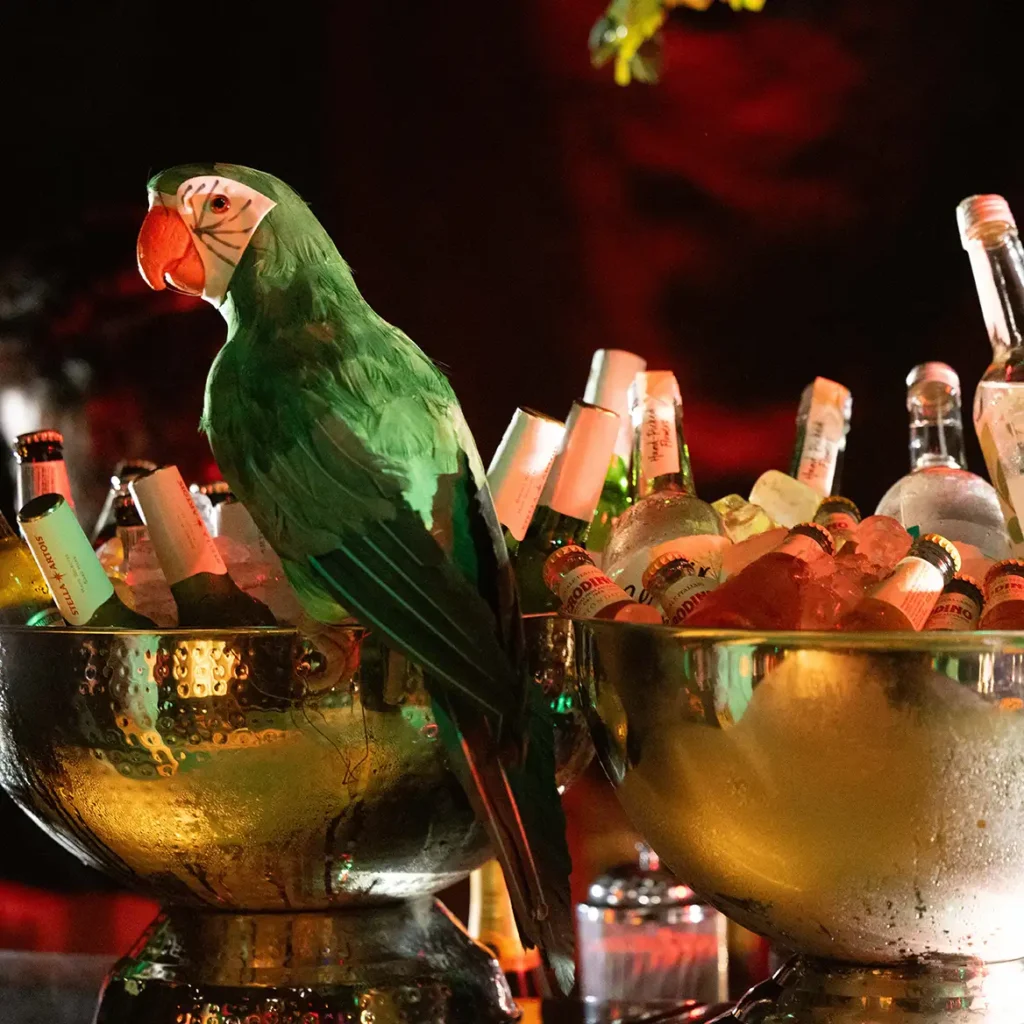 Parrot