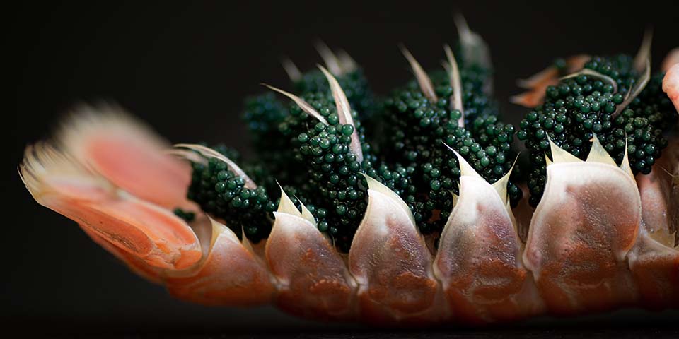 Sustainable luxury menuCaviar: 